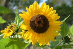Hayfever motorists ignoring medication warnings, survey finds