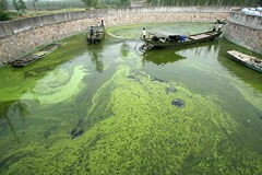 Algae biofuels emission savings revealed