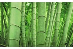 Could bamboo ethanol be the ultimate petrol alternative?