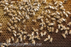 Bee shortages hit the biofuel industry