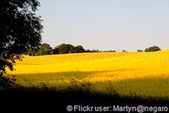 Ultrasound used to enhance biofuel production