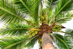 Coconuts kernels could be the next solution for hydrogen cars