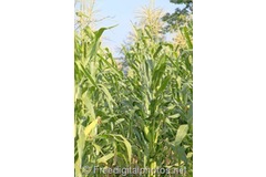Euro MEPs vote to cap food-based biofuel