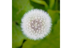 Continental nears production of dandelion-produced rubber