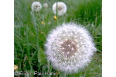 Continental honoured for dandelion tyres