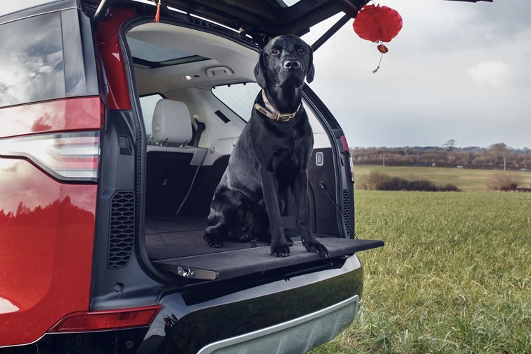 Land Rover Discovery dog