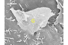 Graphene miracle material could prove toxic to humans