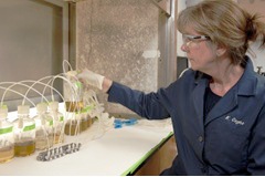 Algae could cut power plant pollution while making car fuel