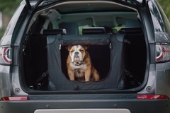 How much is that (Land Rover) doggy pack in the window?