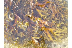Scientists assess seaweed as a fossil fuel alternative
